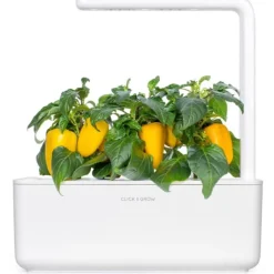 Sale gul sød peber - 3 stk Indendørs Køkkenhaver|Click & Grow