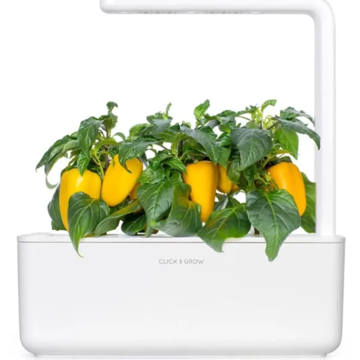 Sale gul sød peber - 3 stk Indendørs Køkkenhaver|Click & Grow