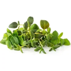 Outlet italienske krydderuter - 9 stk Indendørs Køkkenhaver|Click & Grow
