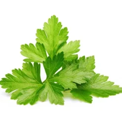 Best koriander - 3 stk Indendørs Køkkenhaver|Click & Grow