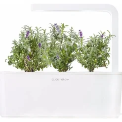 Discount lavendel - 3 stk Indendørs Køkkenhaver|Click & Grow