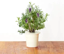Discount lavendel - 3 stk Indendørs Køkkenhaver|Click & Grow