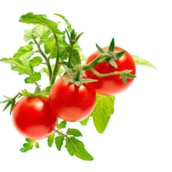 Clearance Mini tomater - 3 stk Indendørs Køkkenhaver|Click & Grow