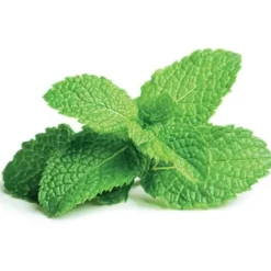 Hot pebermynte - 3 stk Indendørs Køkkenhaver|Click & Grow