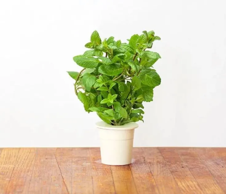 Hot pebermynte - 3 stk Indendørs Køkkenhaver|Click & Grow