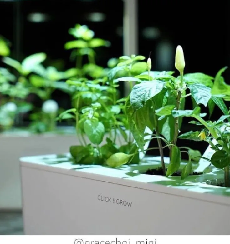 Online røde chili peber - 3 stk Indendørs Køkkenhaver|Click & Grow