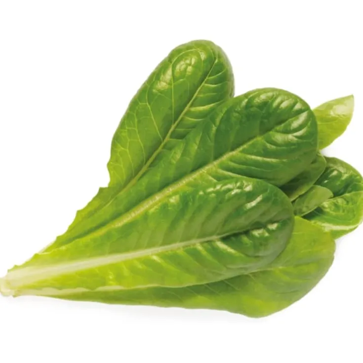 Hot romaine salat - 3 stk Indendørs Køkkenhaver|Click & Grow