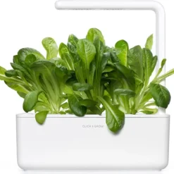 Hot romaine salat - 3 stk Indendørs Køkkenhaver|Click & Grow