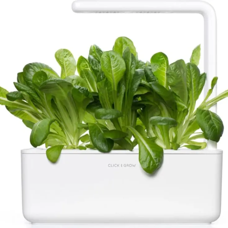 Hot romaine salat - 3 stk Indendørs Køkkenhaver|Click & Grow
