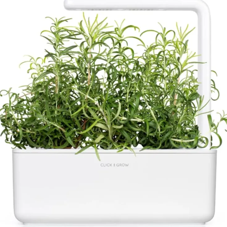 New rosmarin - 3 stk Indendørs Køkkenhaver|Click & Grow