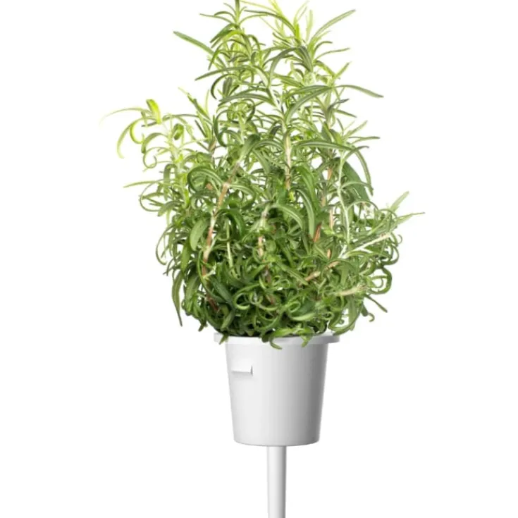New rosmarin - 3 stk Indendørs Køkkenhaver|Click & Grow