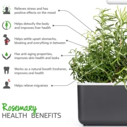 New rosmarin - 3 stk Indendørs Køkkenhaver|Click & Grow