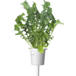 Outlet rucola - 3 stk Indendørs Køkkenhaver|Click & Grow