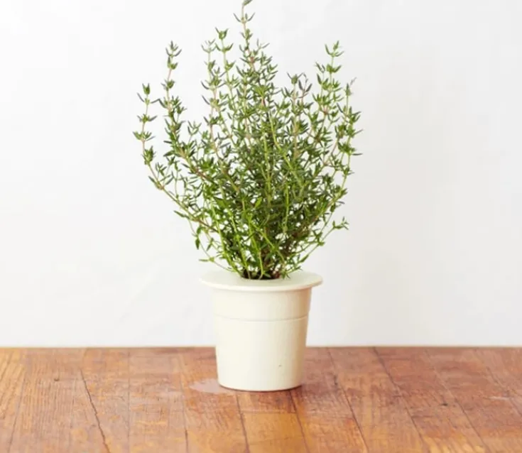 Online timian - 3 stk Indendørs Køkkenhaver|Click & Grow
