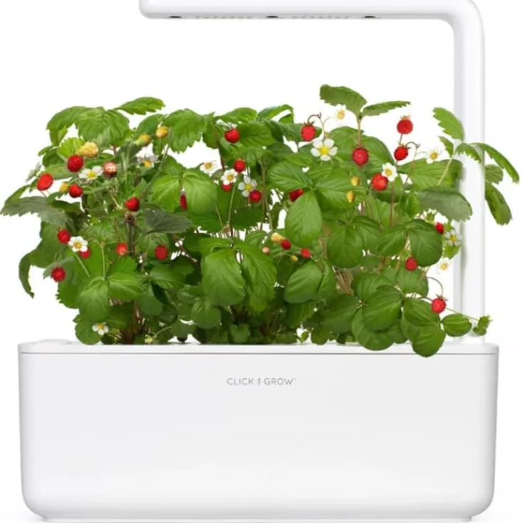 Hot vilde jordbær - 3 stk Indendørs Køkkenhaver|Click & Grow