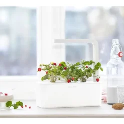 Hot vilde jordbær - 3 stk Indendørs Køkkenhaver|Click & Grow