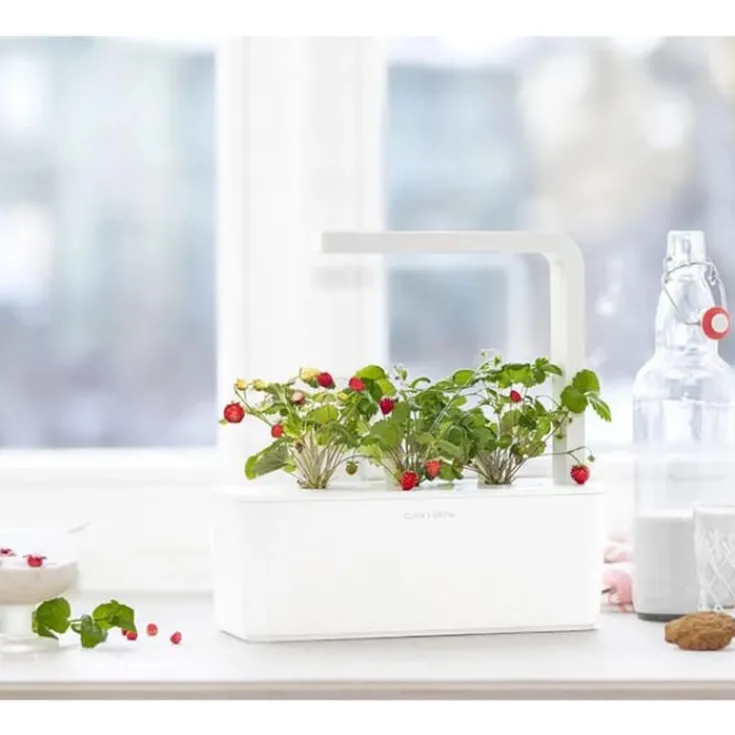 Hot vilde jordbær - 3 stk Indendørs Køkkenhaver|Click & Grow