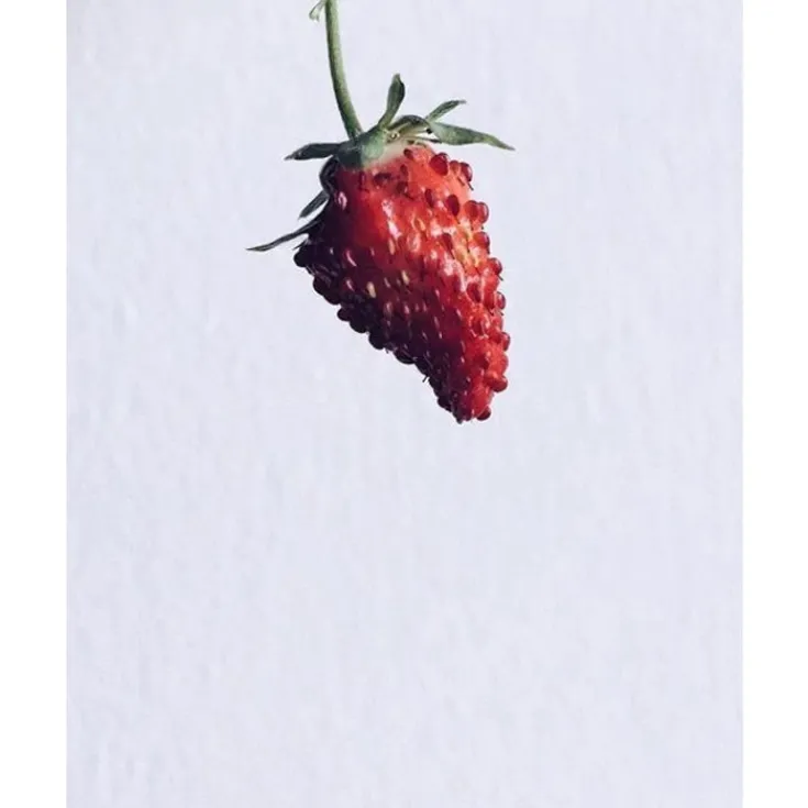 Hot vilde jordbær - 3 stk Indendørs Køkkenhaver|Click & Grow