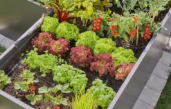Sale micro-drip til 35 planter Vandingssystemer