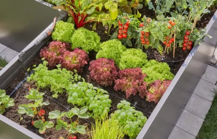 Sale micro-drip til 35 planter Vandingssystemer