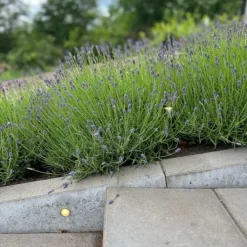 Light By Juhl Cosmos nedgravningsspot, rustfrit stål, Udendørs Spots